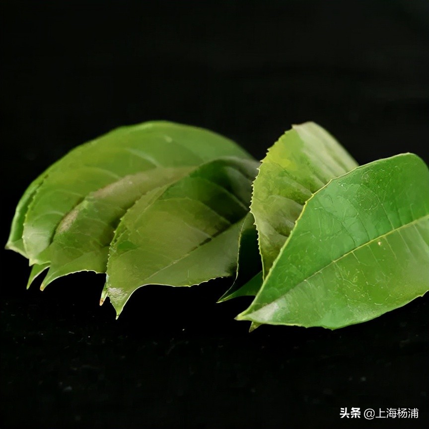 动手做一枚“叶脉书签”吧，好看又实用！【春节宅家手工】