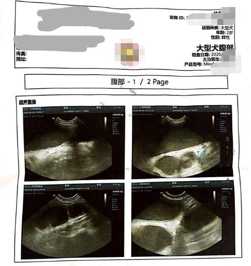 春季疾病需警惕！让宠物远离子宫蓄脓！症状一览及治疗方式