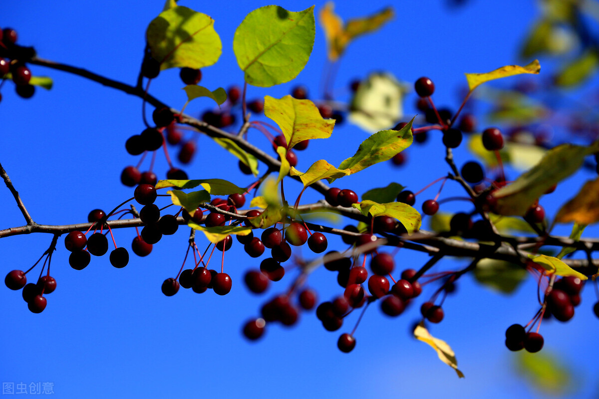 东北十大特产山货有哪些,秋冬季有啥山货