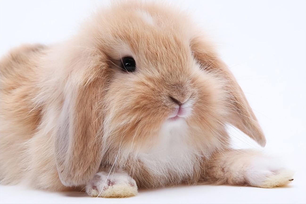 兔子一直流鼻涕怎么办,兔子流鼻涕打喷嚏怎么治疗