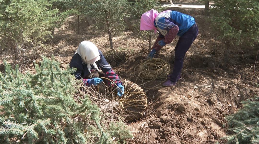抓住机遇植树造林改善生态,四措施并举推进植树造林