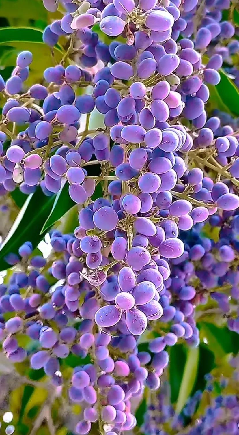 女贞子图片树木,女贞子树彩图