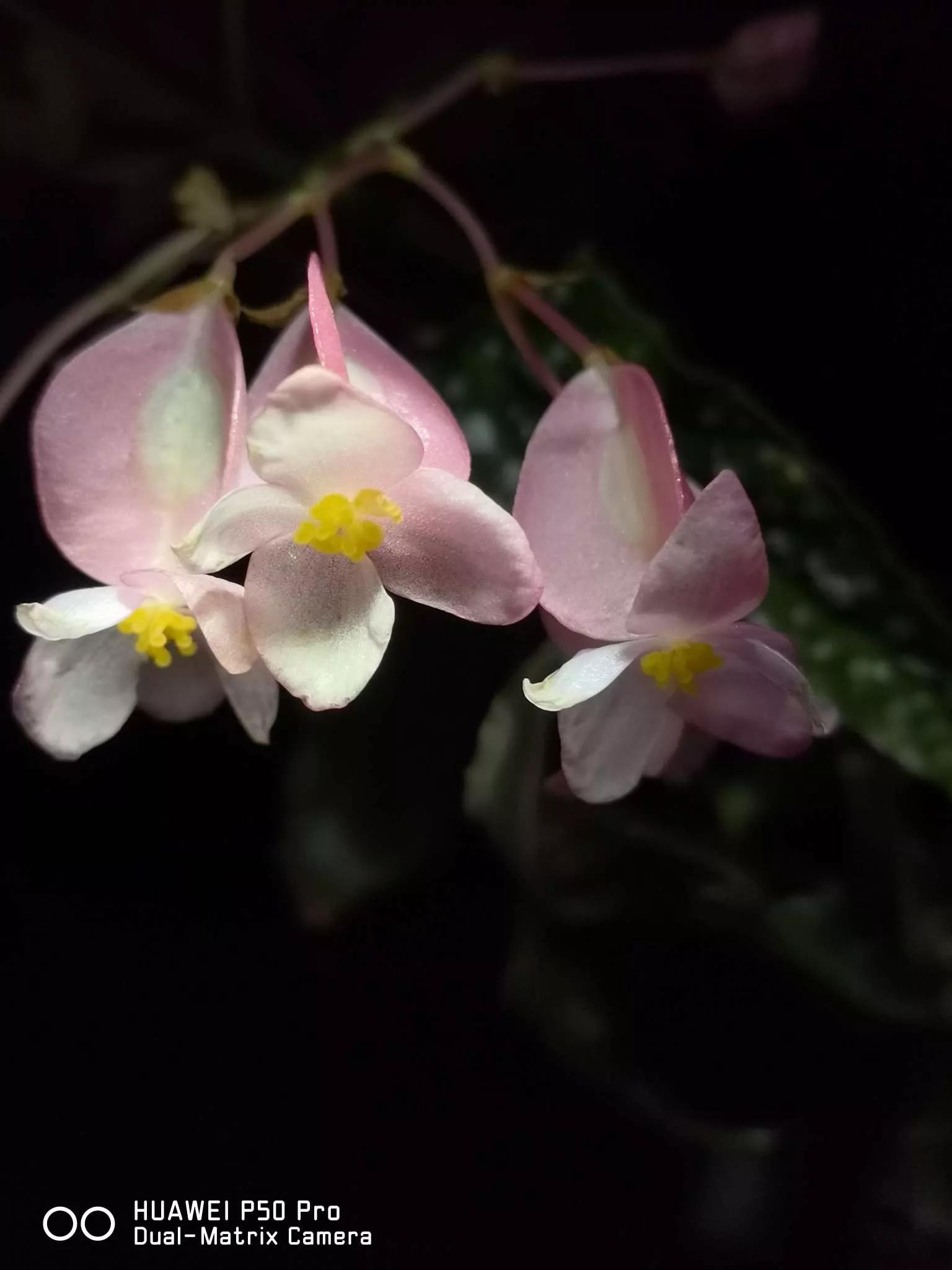 花草种类名称介绍,各种各样的花草名称大全