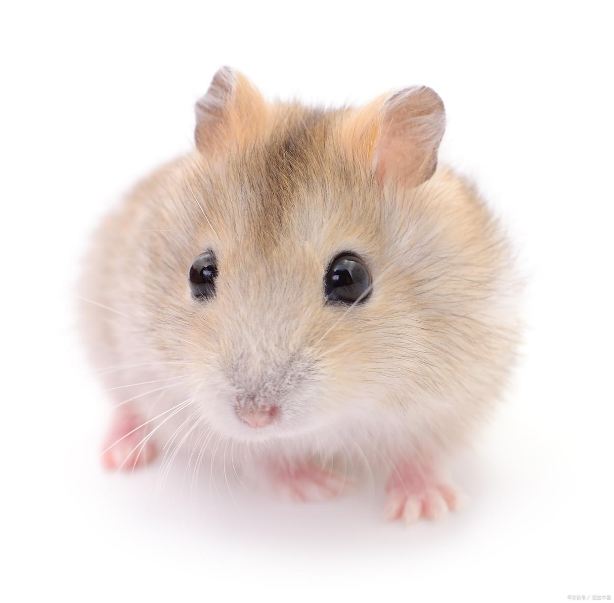 仓鼠饲养注意事项和饲养方法,仓鼠合笼注意事项