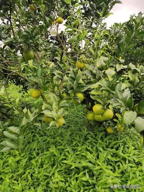 贵州琼中黎族苗族自治县,琼中黎族苗族自治县是怎么来的