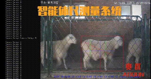 智慧赋能丨种羊场里的“科技范儿”