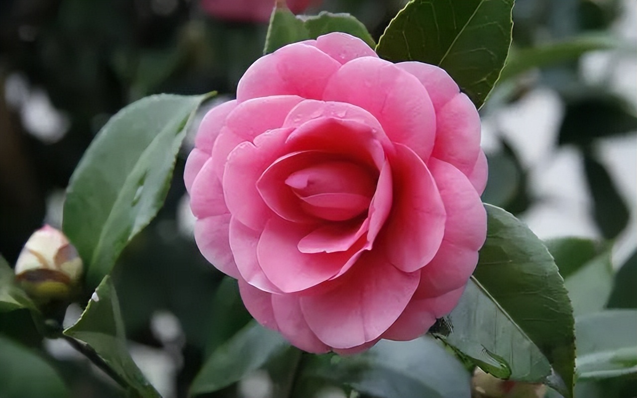 中国传统十大名花排名及文化内涵,中国十大名花惊艳世界