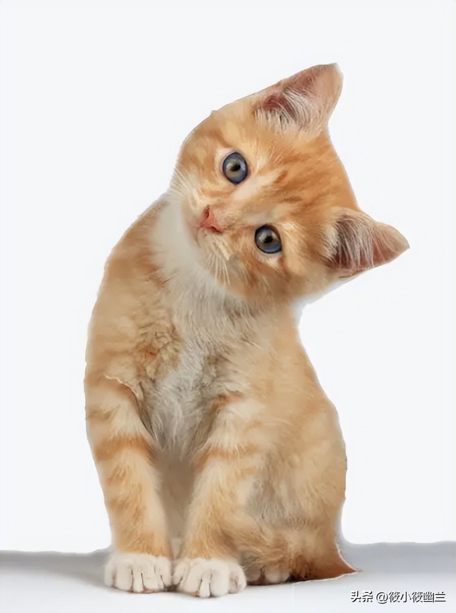 猫咪的习性和外形简单描写,猫咪的习性及常见疾病