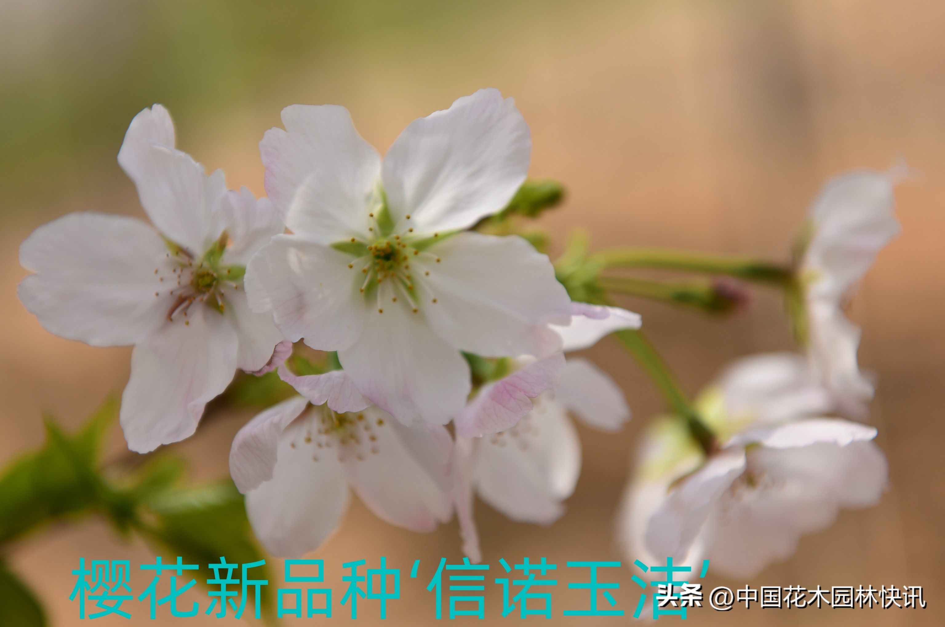 青岛樱桃谷樱花,青岛大崂樱花谷单樱