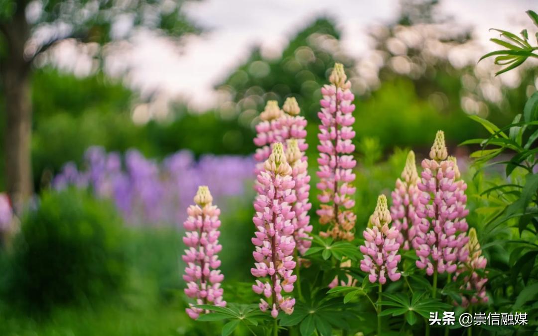 母亲节背后的历史,母亲节为什么要送洋甘菊康乃馨