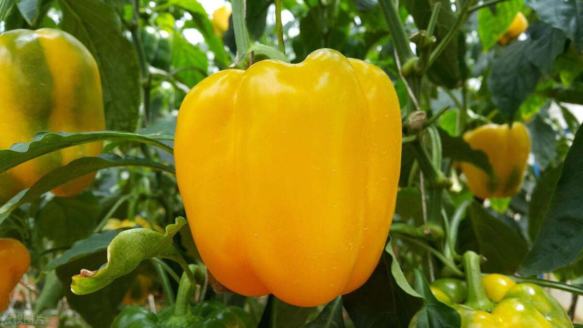 我，在上海做会计，决定回家乡种蔬菜，两年后我的收入达到了60万