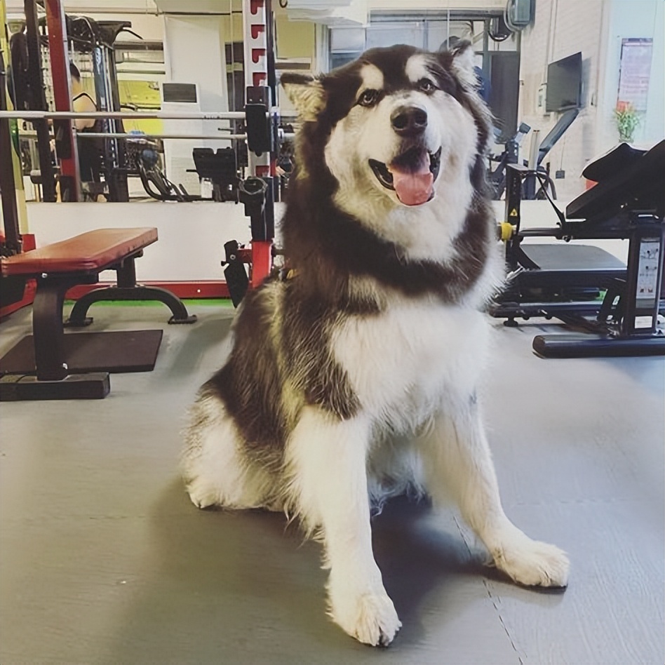 能当宠物的狼犬狗狗有哪些,可以当宠物养的狼犬品种