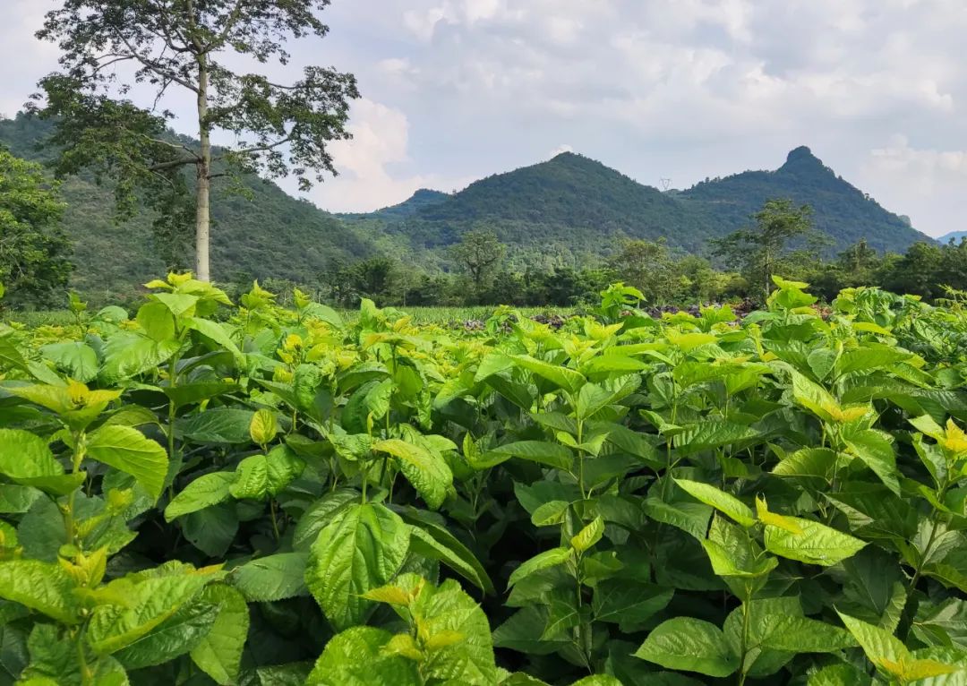 农村池塘沼气项目,农村沼气效果图