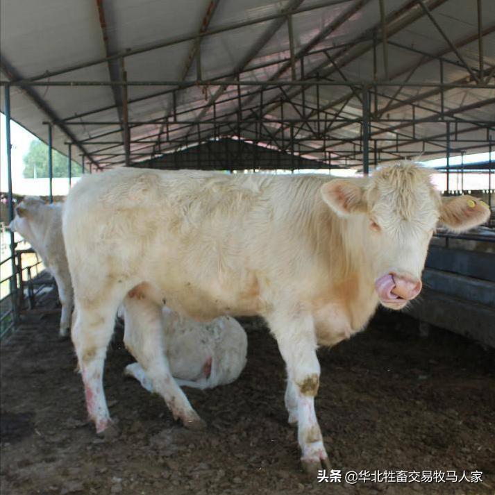 夏洛莱牛价格多少钱一斤？夏洛莱牛养殖前景如何？