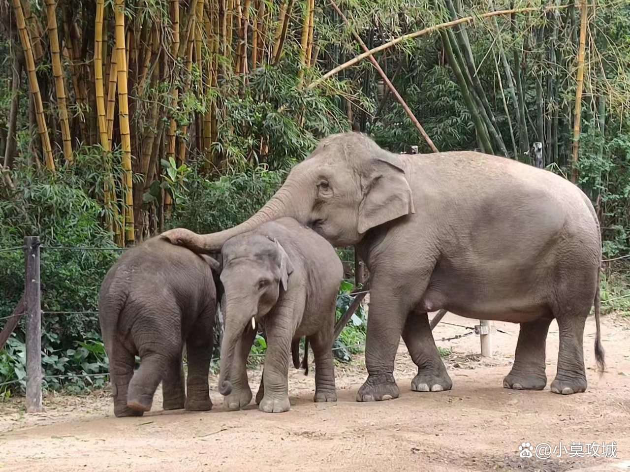广州长隆野生动物园一天能玩完吗,广州长隆野生动物园可以开车进吗