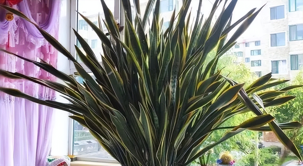 寓意吉利的花有哪些,哪一种花寓意带来好运