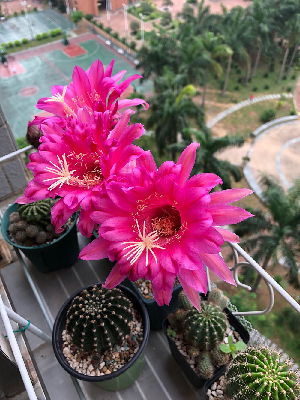 毛花柱仙人球品种大全,顶级精品仙人球花