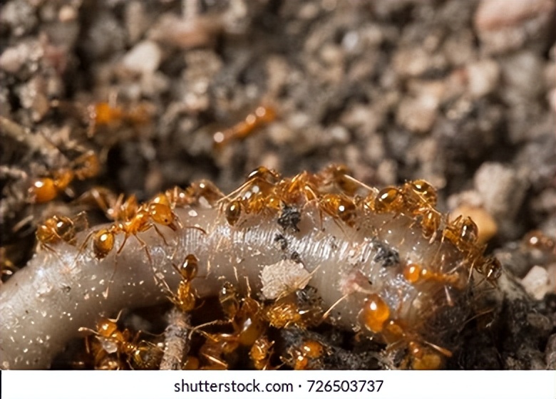 红火蚁咬伤人事件,小孩被红火蚁咬死亡