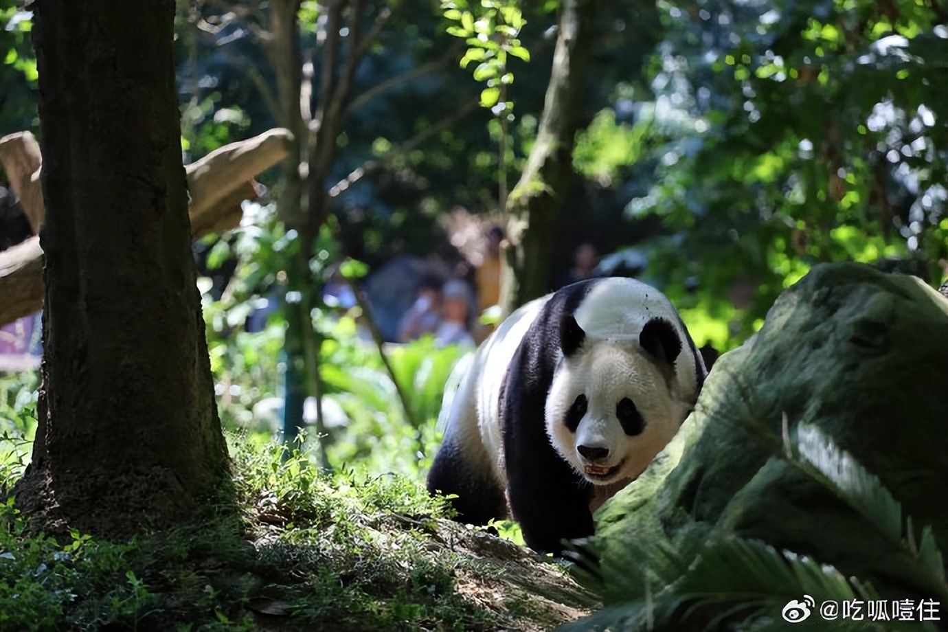 不高的高高和他不白的老婆白云——91年出生的童颜女神大熊猫白云