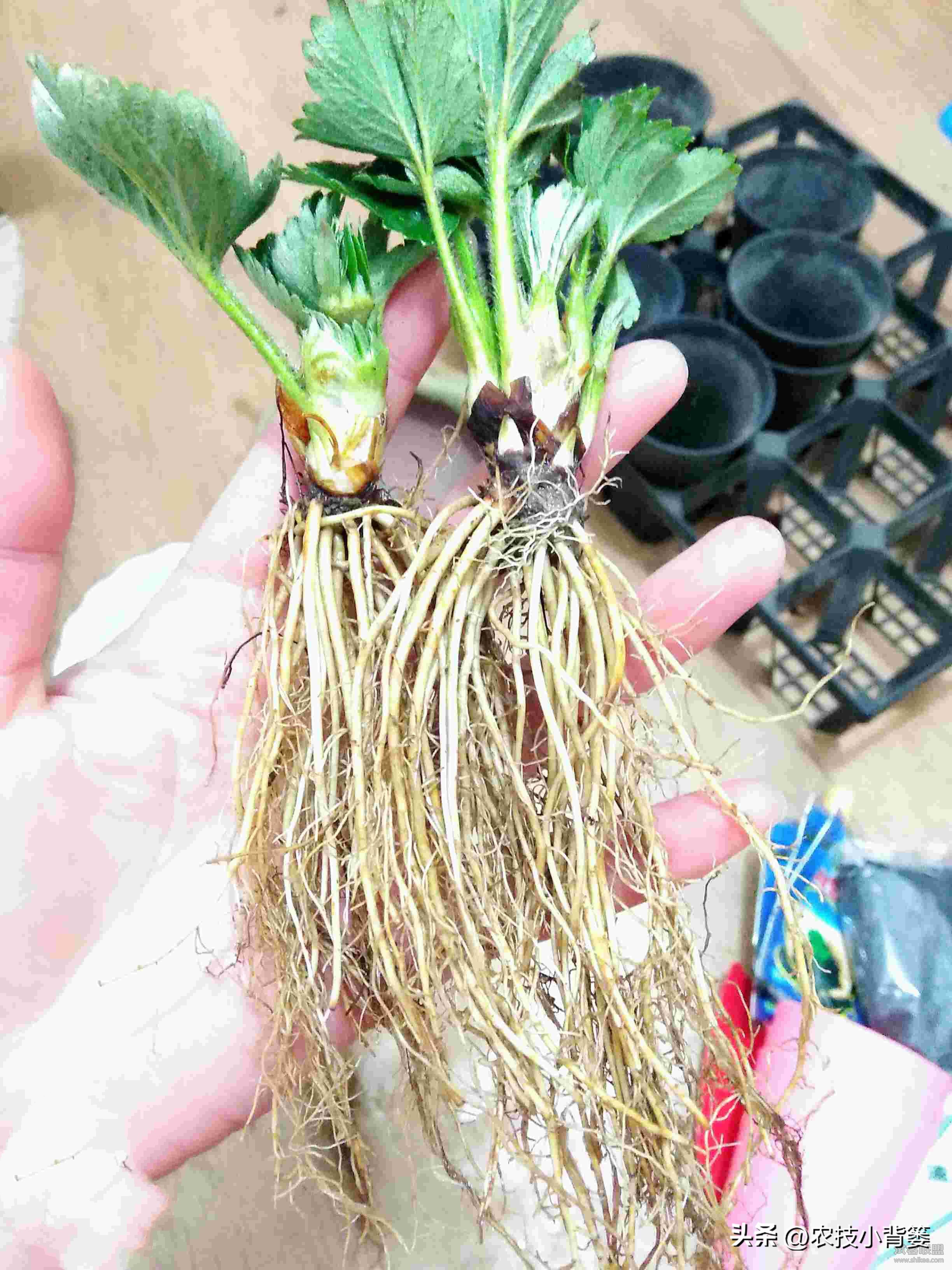 种草莓不要大棚能种植草莓吗,用烂草莓种草莓的正确种植方法