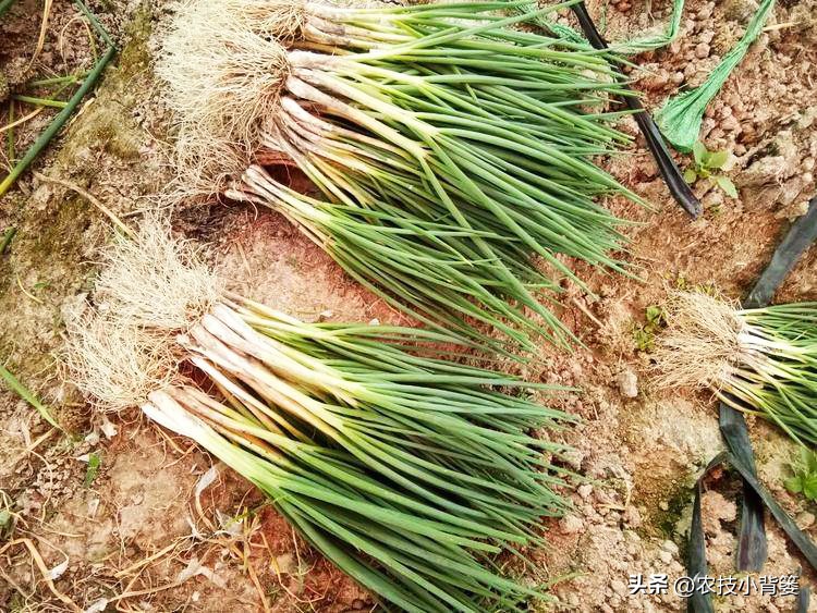 小香葱种植时间和方法视频,小香葱的种植方法和时间