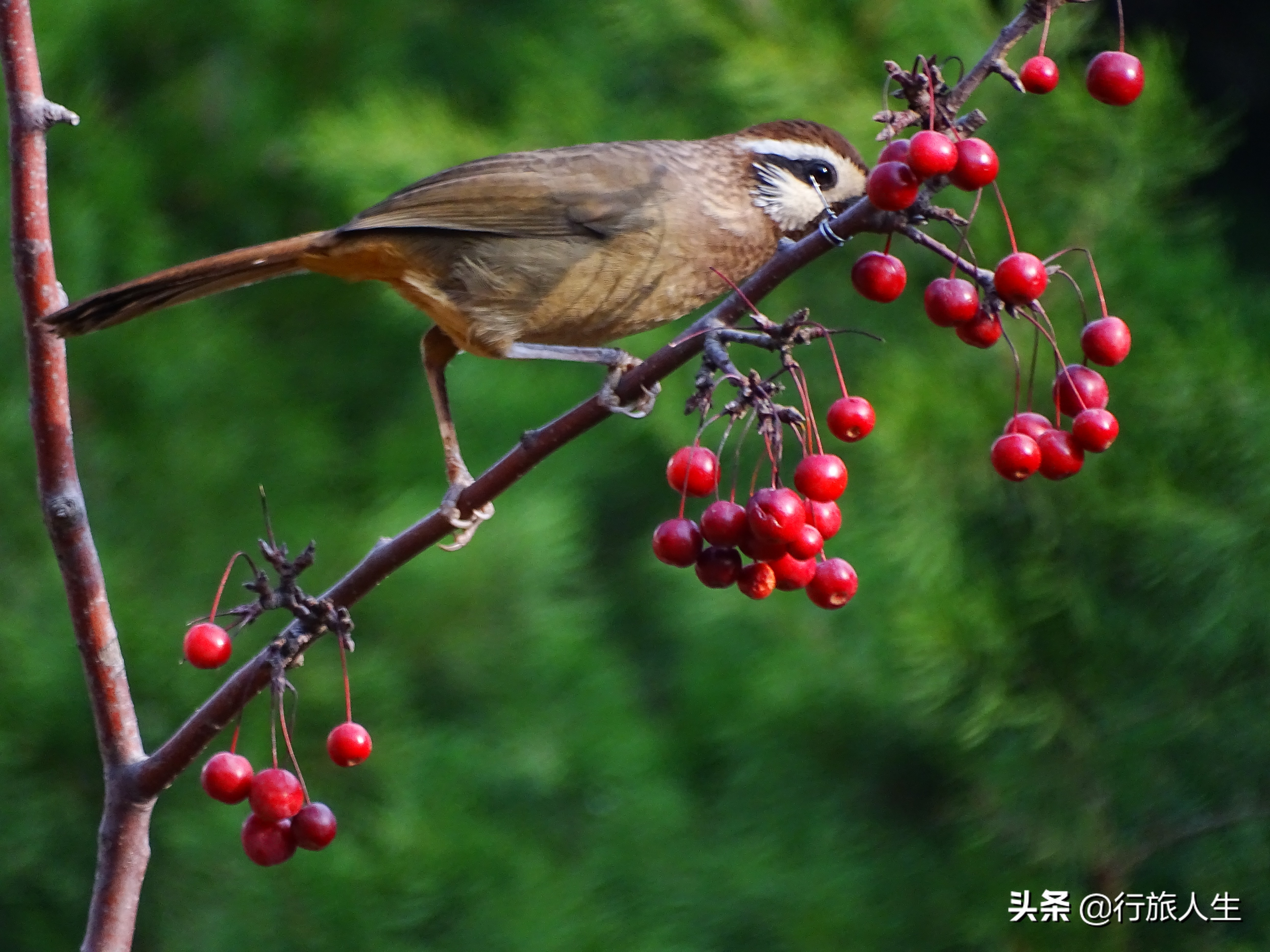 冬日的鸟儿文案,冬日鸟儿在树上图片