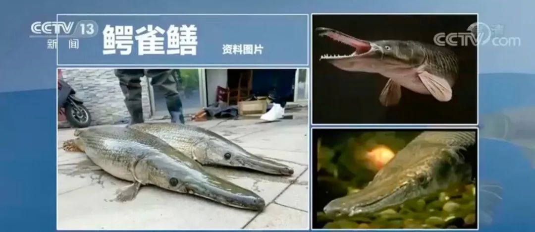 怪鱼带来的灾难,怪鱼物种入侵