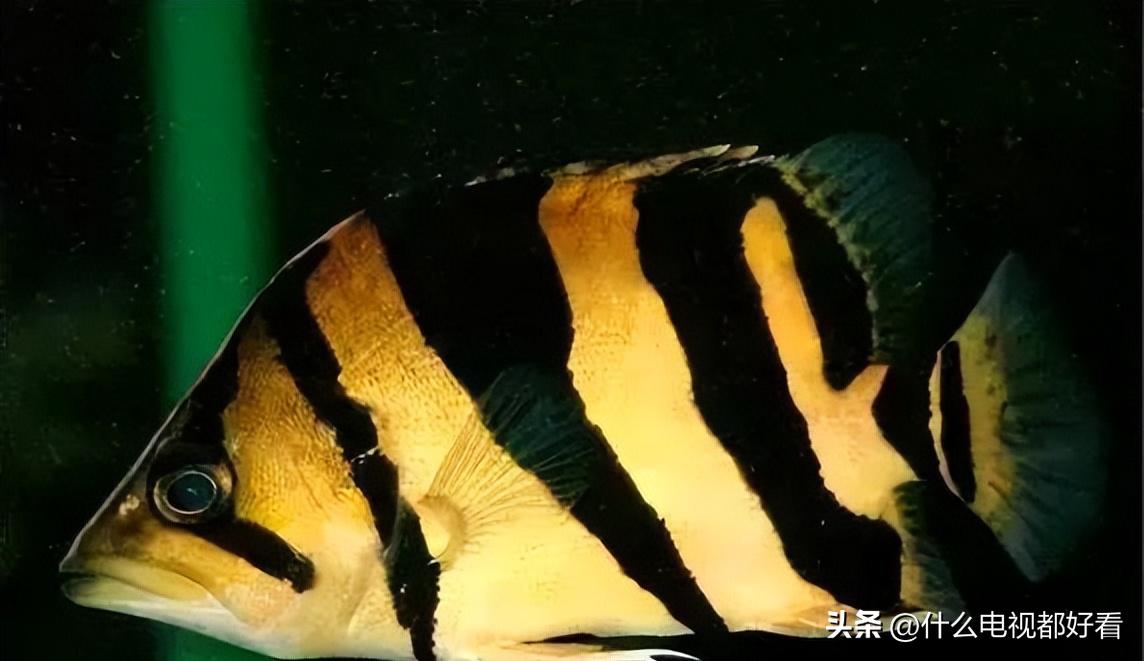 虎鱼从小饲养的正确方法,饲养虎鱼有哪些注意事项