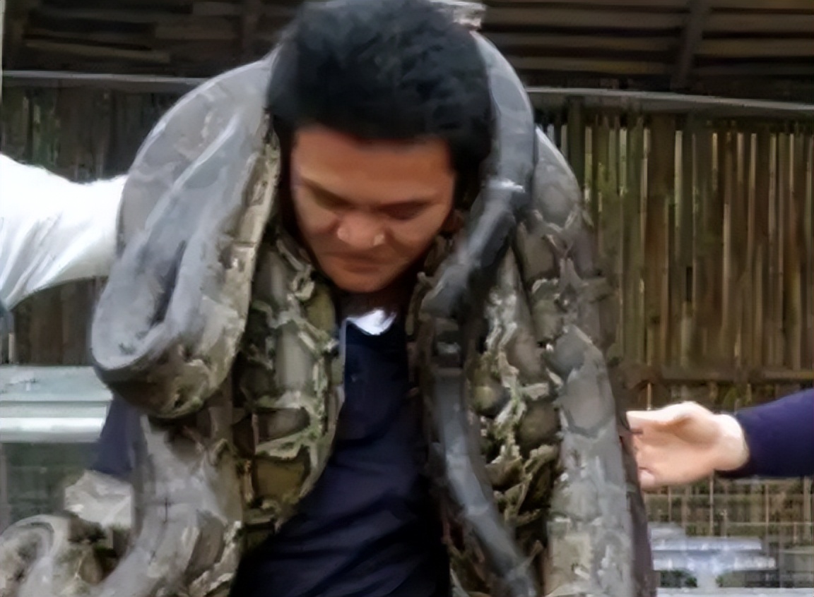 96年海南巨蟒,96年海南巨蟒事件真实情况