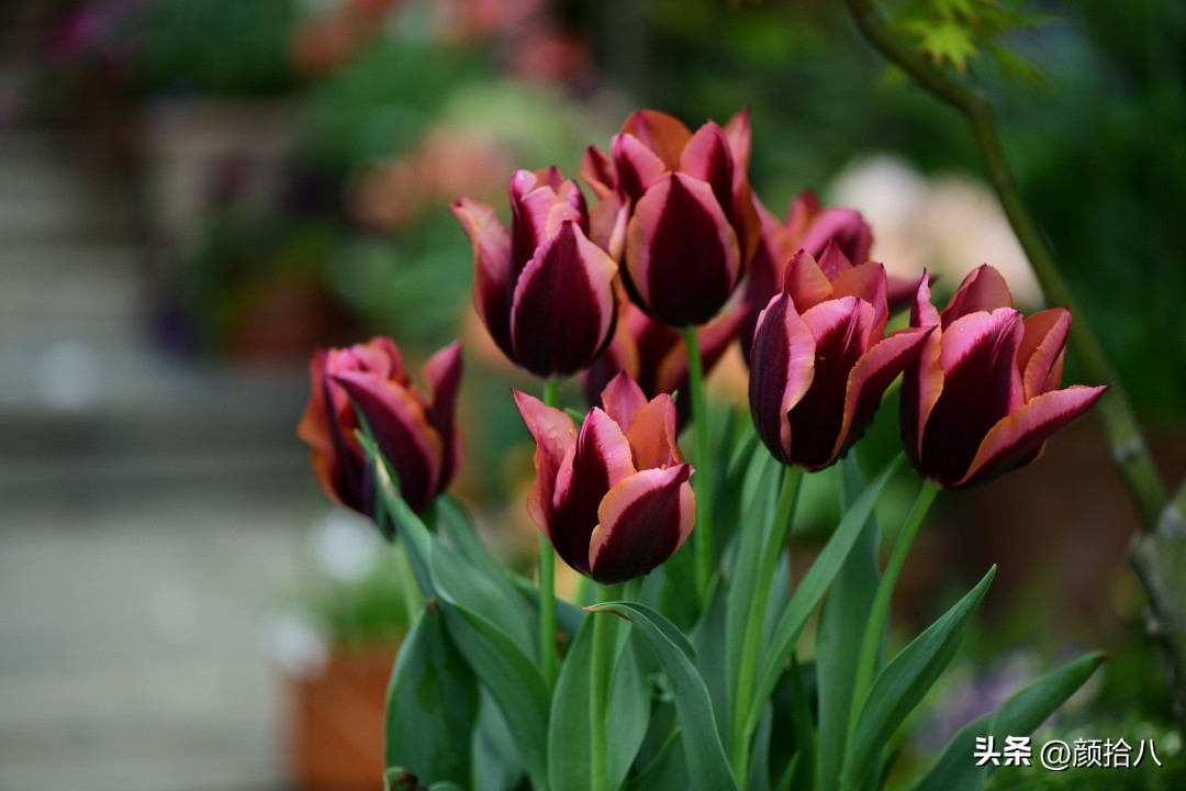 河马花园最耐阴植物,最漂亮的花园里的郁金香