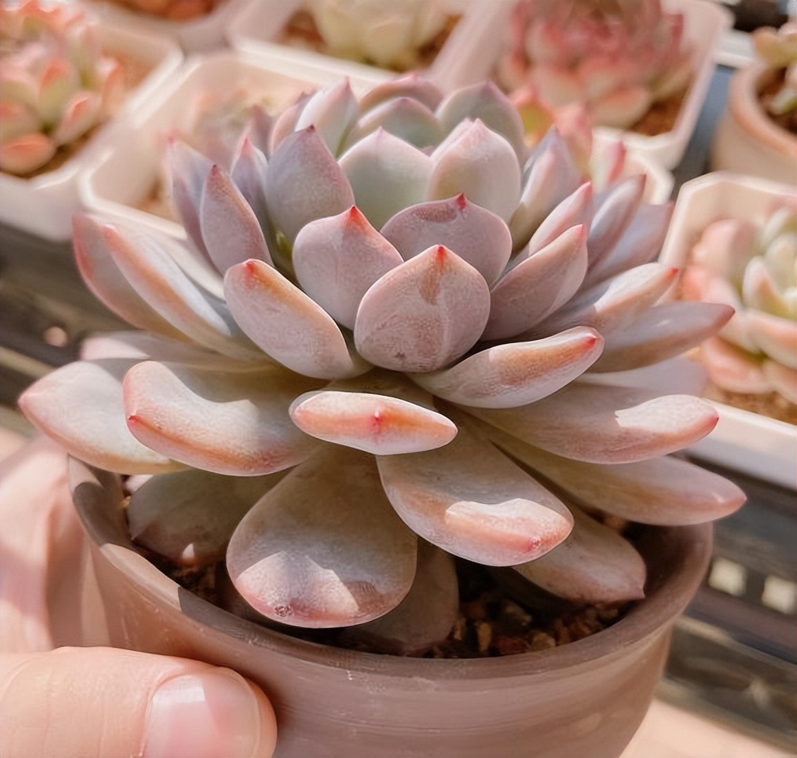 多肉如何浇水才能养好,秋天气温多少度多肉法师正常浇水