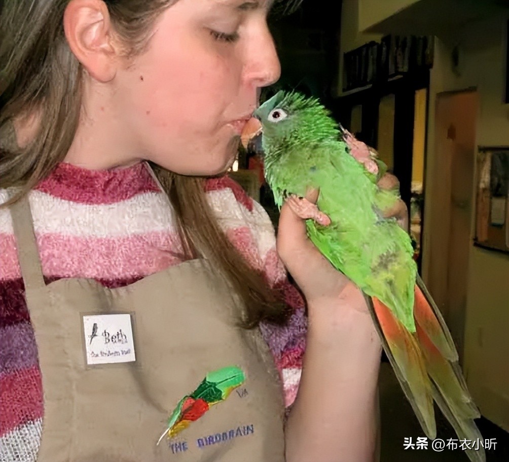 鹦鹉应激怎么抢救视频讲解,鹦鹉失去平衡的急救方法