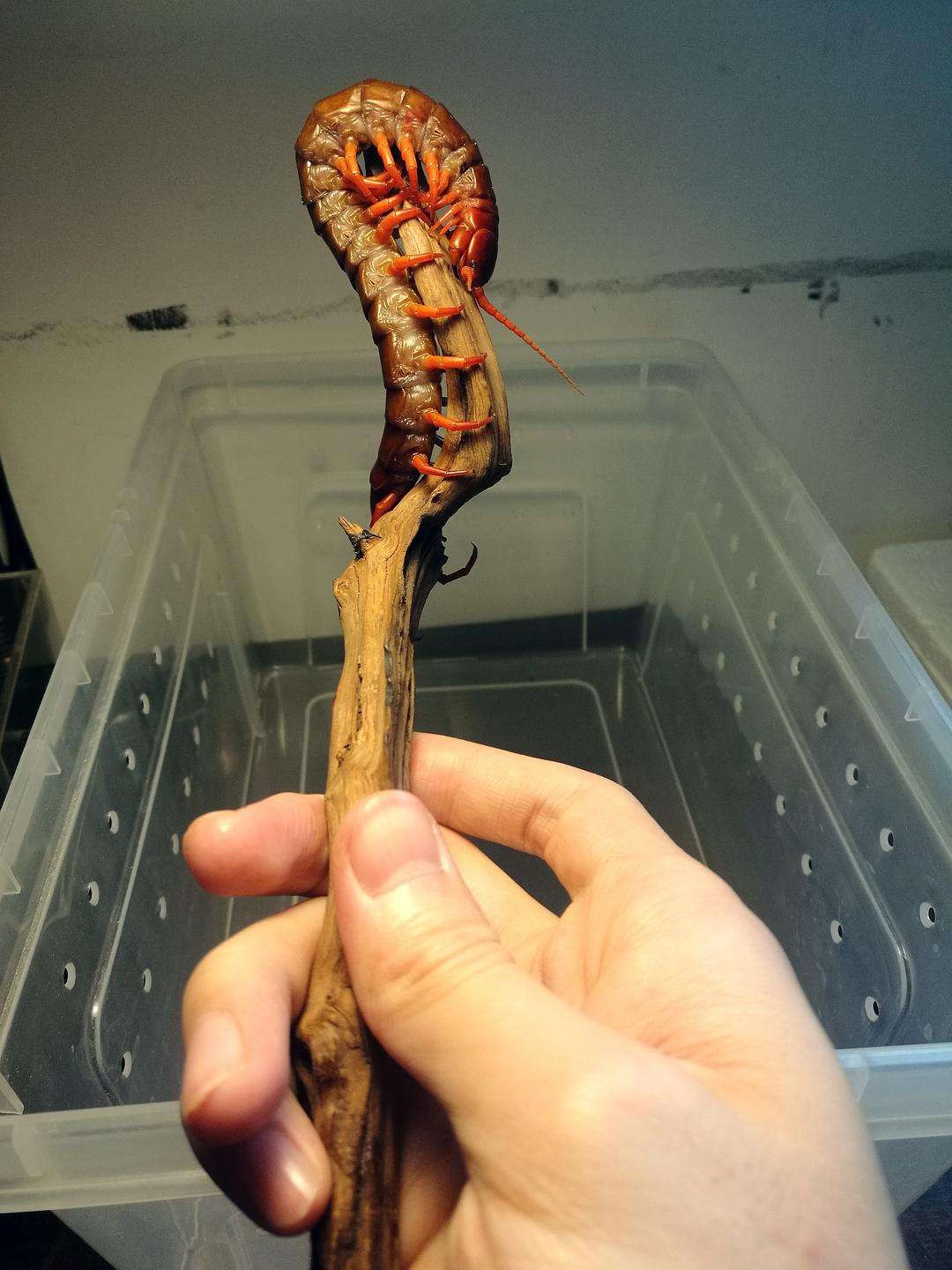 蜈蚣毒性与蜈蚣大小有关吗,巨型蜈蚣和普通蜈蚣哪个毒