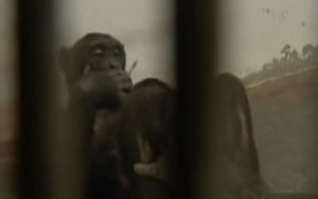 动物园的猩猩感染烟瘾,母猩猩染上烟瘾