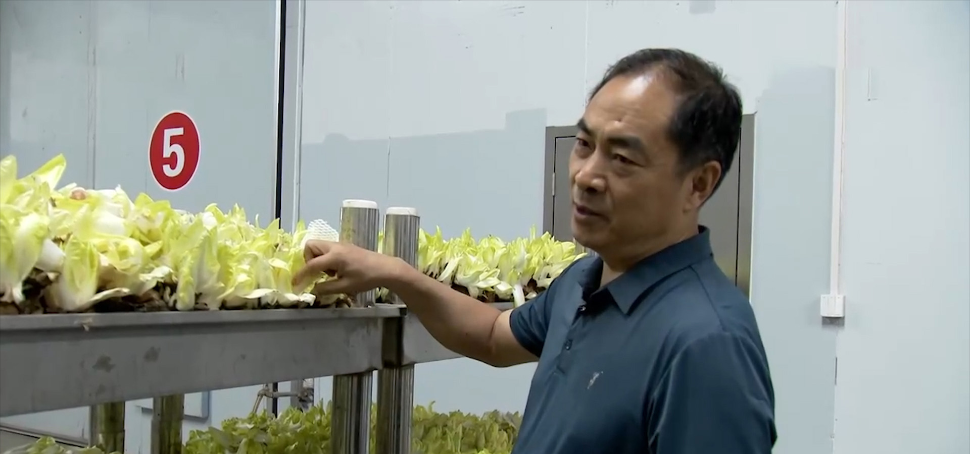 大叔摸黑种芽球菊苣，攻克芽球菊苣种植难题，一年销售额5000万元