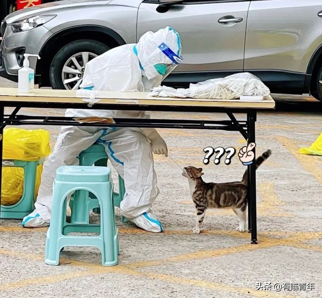 猫核酸检测有必要做吗,猫做核酸粤语视频