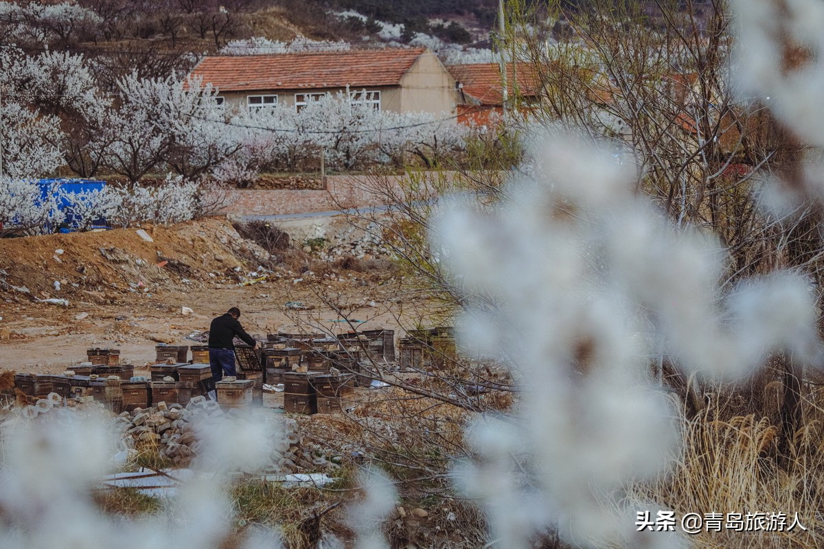 青岛樱桃谷樱桃花,青岛樱桃谷赏花