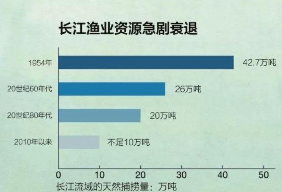 什么年代禁捕刀鱼,1万一斤刀鱼