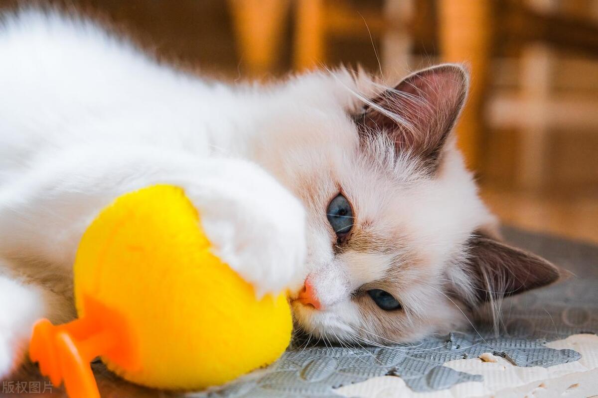 猫咪呕吐黄色液体跟猫粮有关吗,猫咪猫瘟输完液回来还呕吐