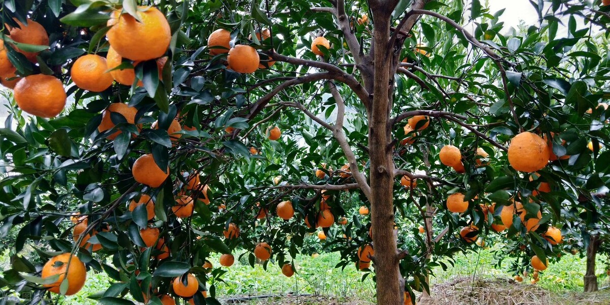 柑橘保果如何抢救看这篇就够了,柑橘保果知识点总结
