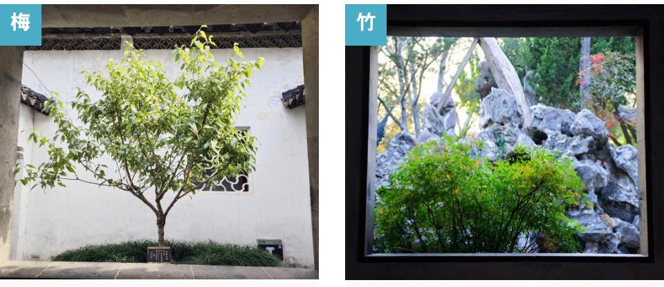 狮子林最有名的叠石假山,狮子林为什么叫假山王国