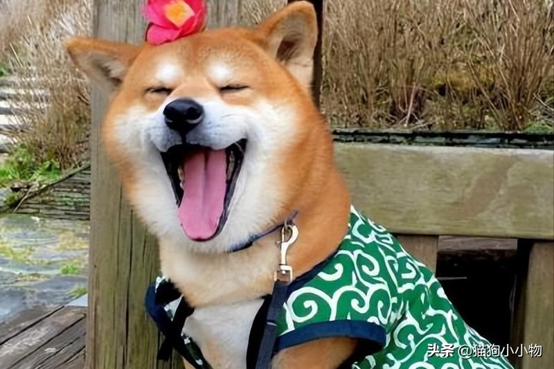 十二星座最适合养猫还是狗,十二星座不适合养的狗狗