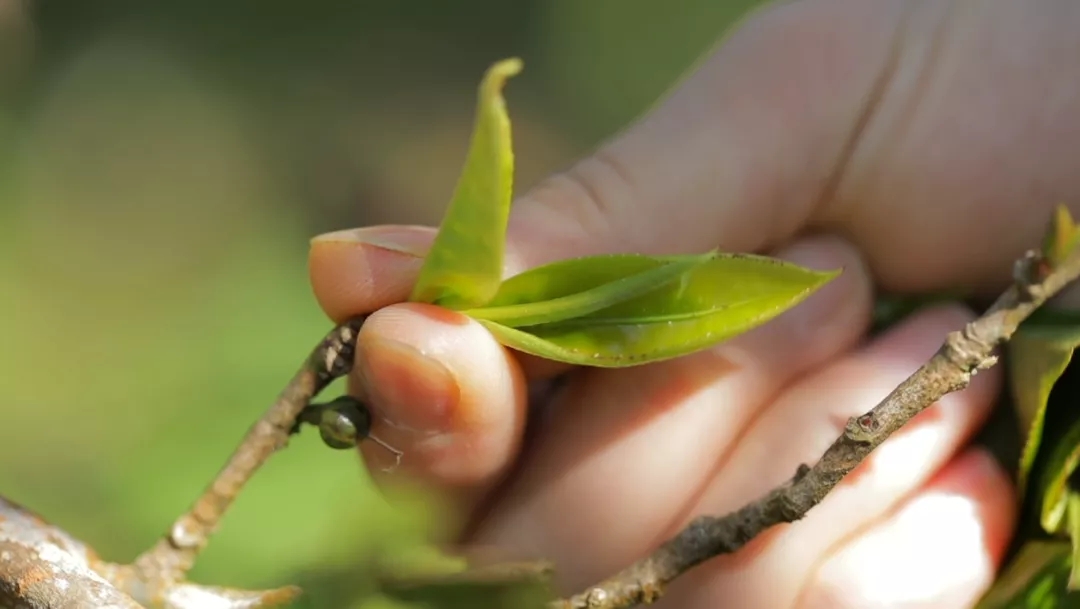 喝茶真的能让牙齿变黄吗,喝茶真的会让自己的牙齿变黄吗