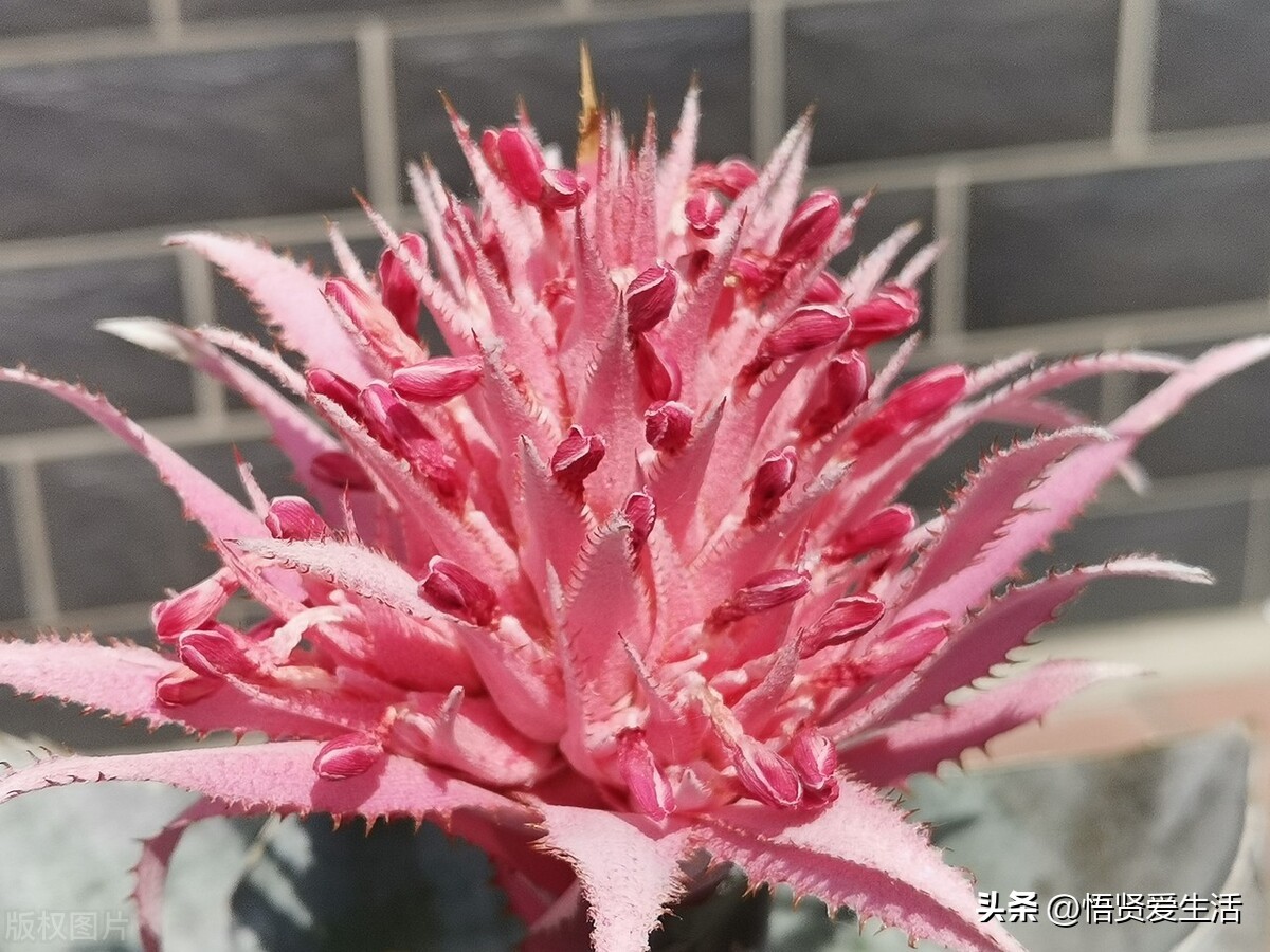 哪种绿色植物是最有效吸甲醛的,刚装修好的新房种什么植物去甲醛