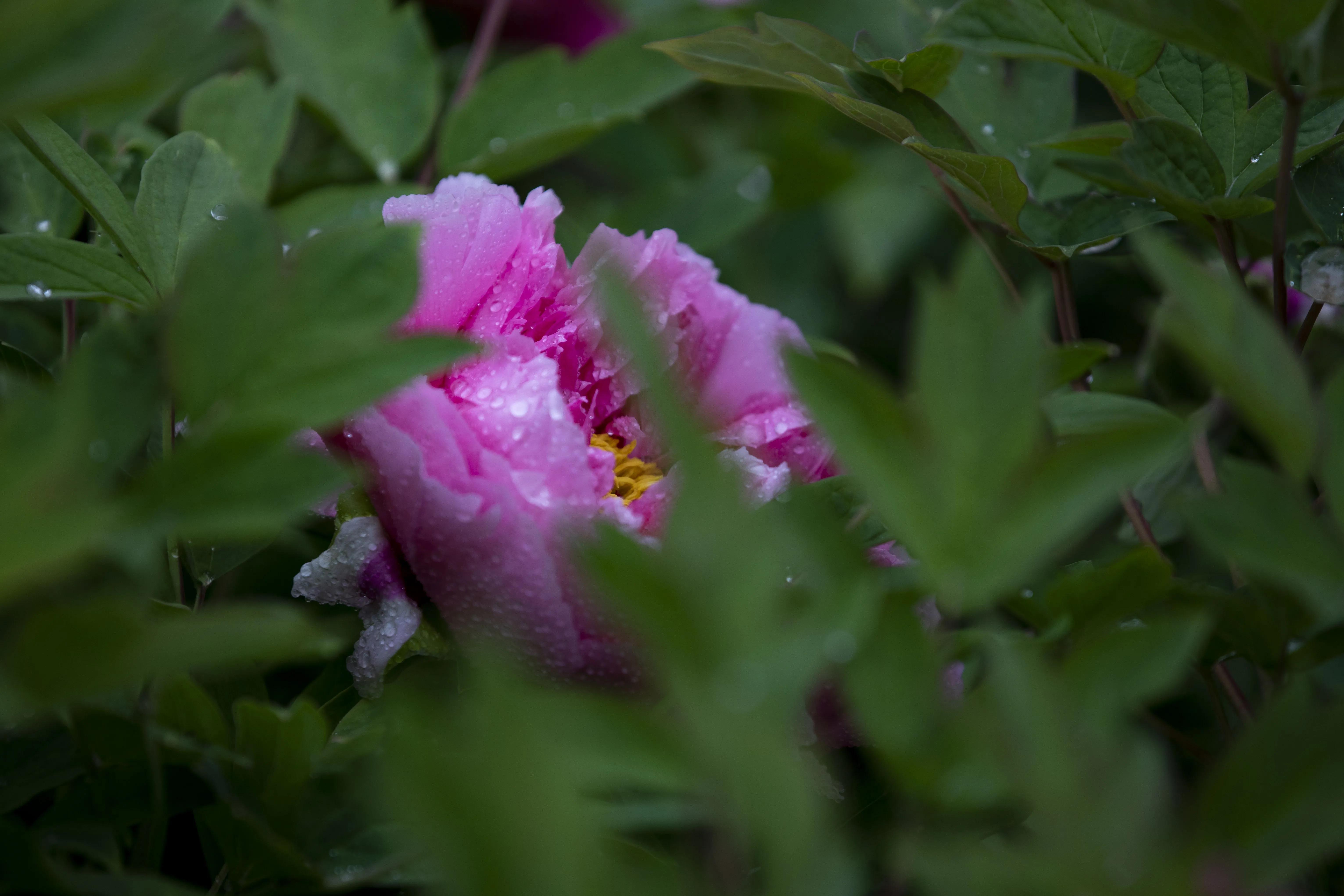 牡丹花开得雍容华贵芳香四溢,牡丹花开雍容华贵视频