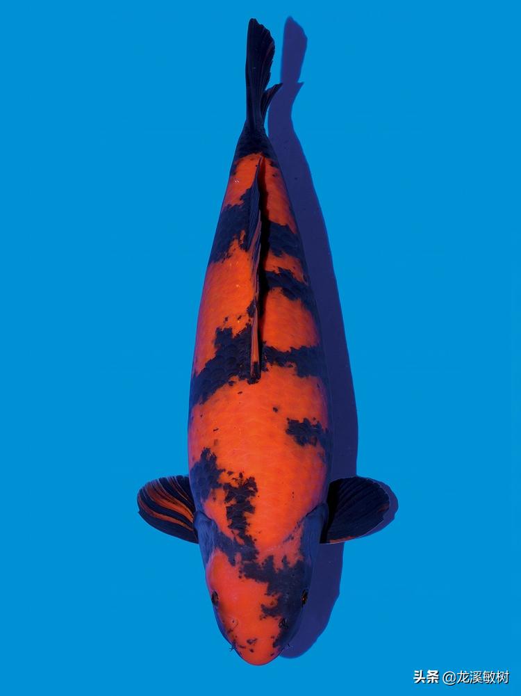 锦鲤分多少种什么样的锦鲤最好养,锦鲤要怎么选才能选到好的锦鲤