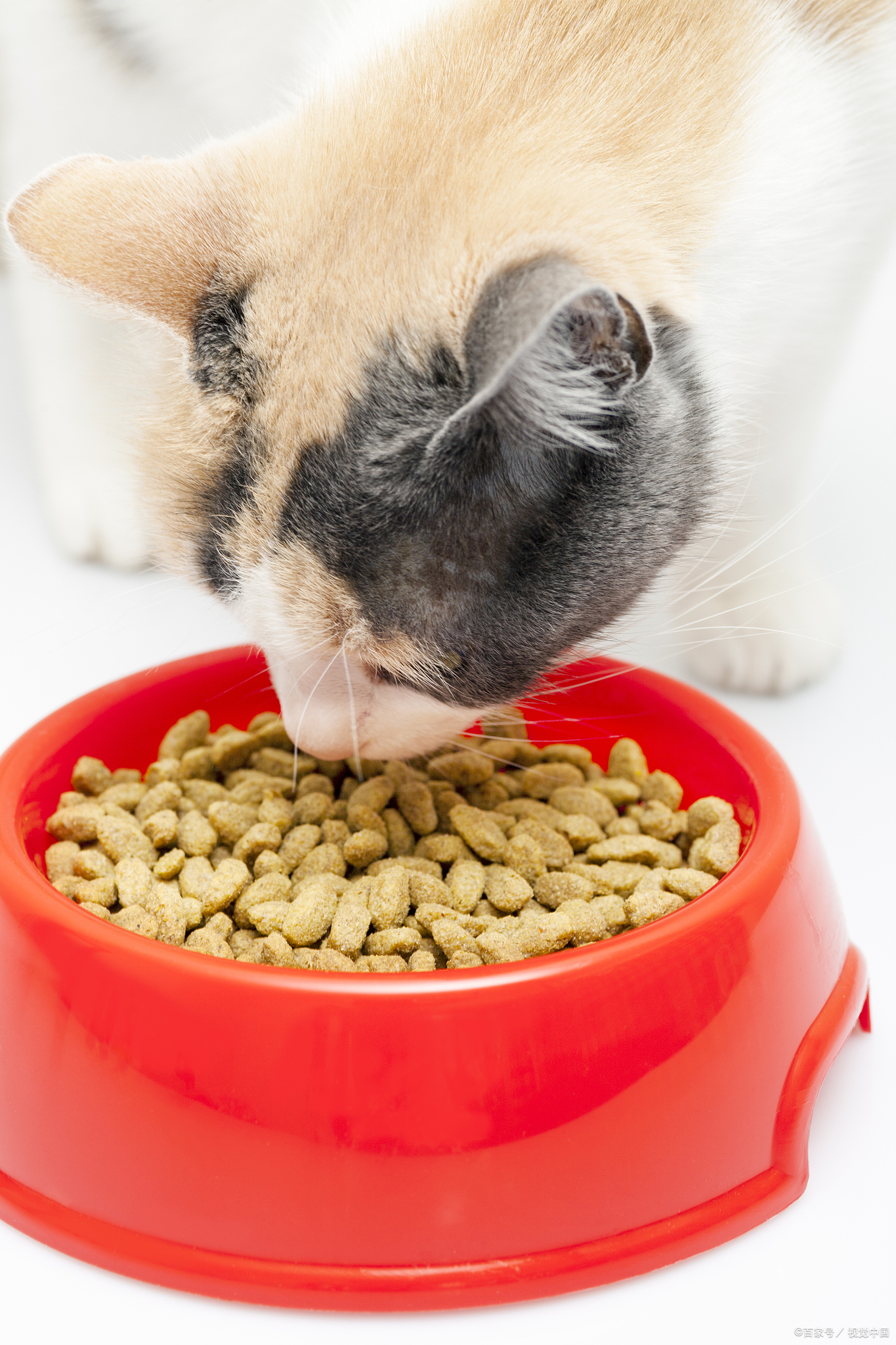 猫粮哪种品牌比较好,有哪些牌子的猫粮比较好