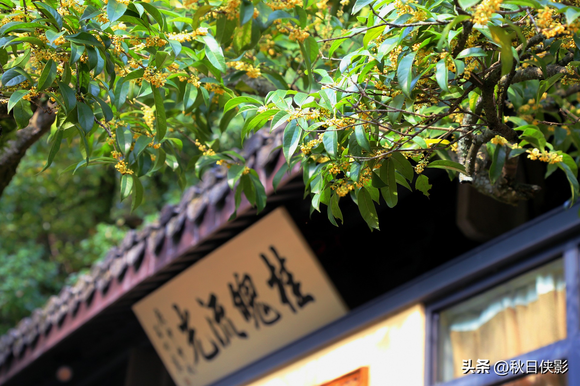 杭州赏桂花最佳处,杭州看桂花的最佳地方