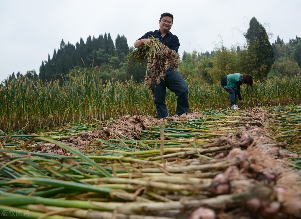 如何判断大蒜成熟？老蒜农说判断大蒜成熟要“8看”，看什么？