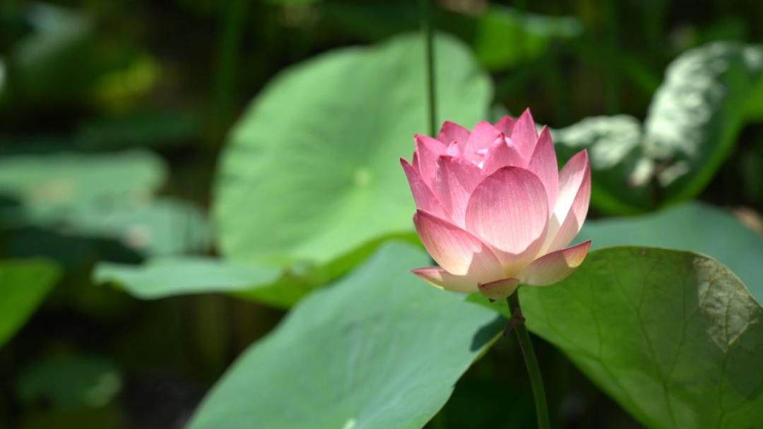 夏季避暑好去处爽爽的贵阳,贵阳赏花季